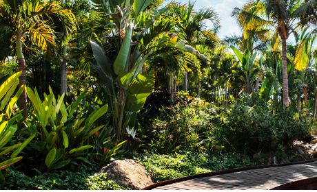 Plantas para climas calidos, con palmas y palmeras.
